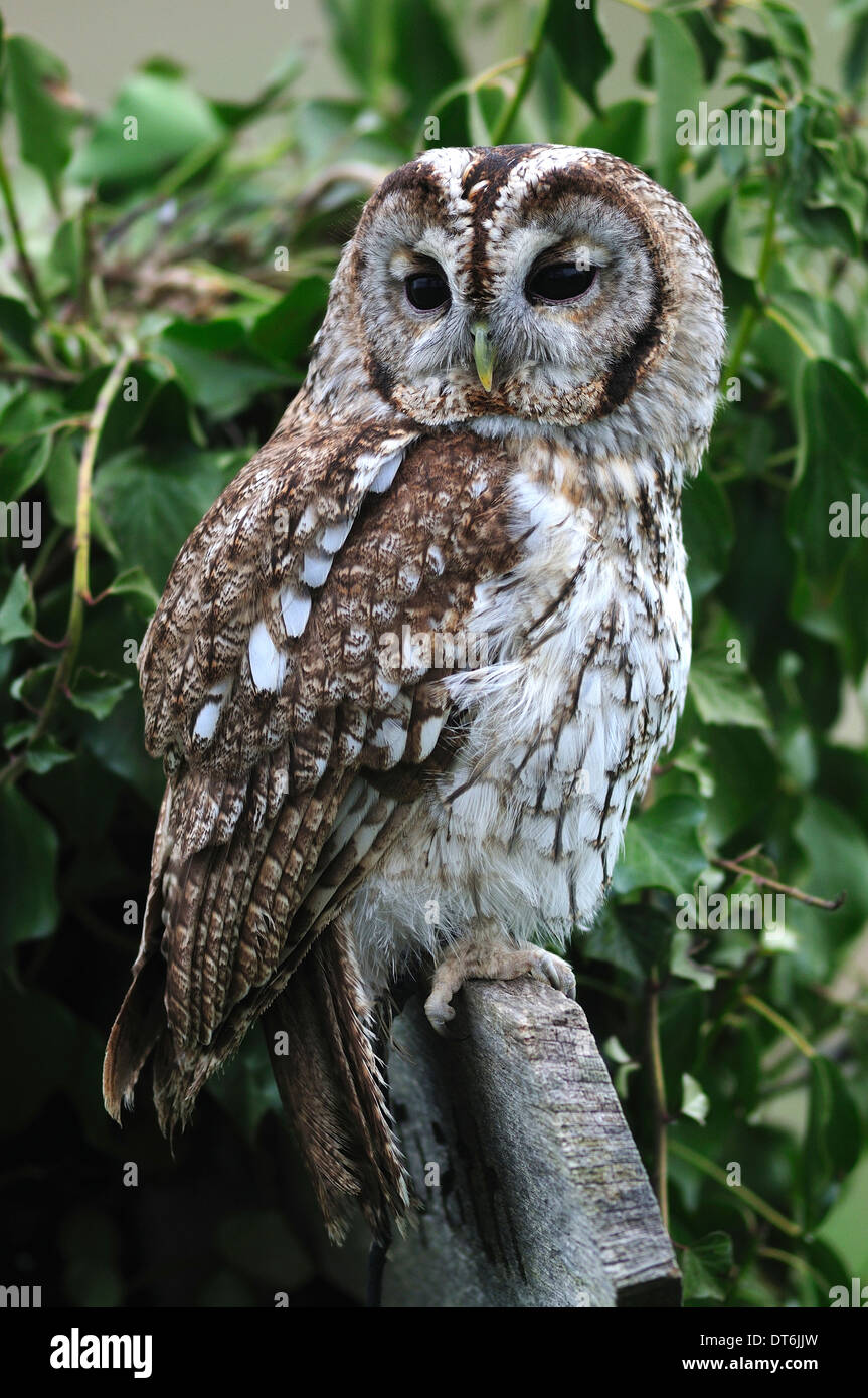 aluco strix di gufo bruno Foto Stock