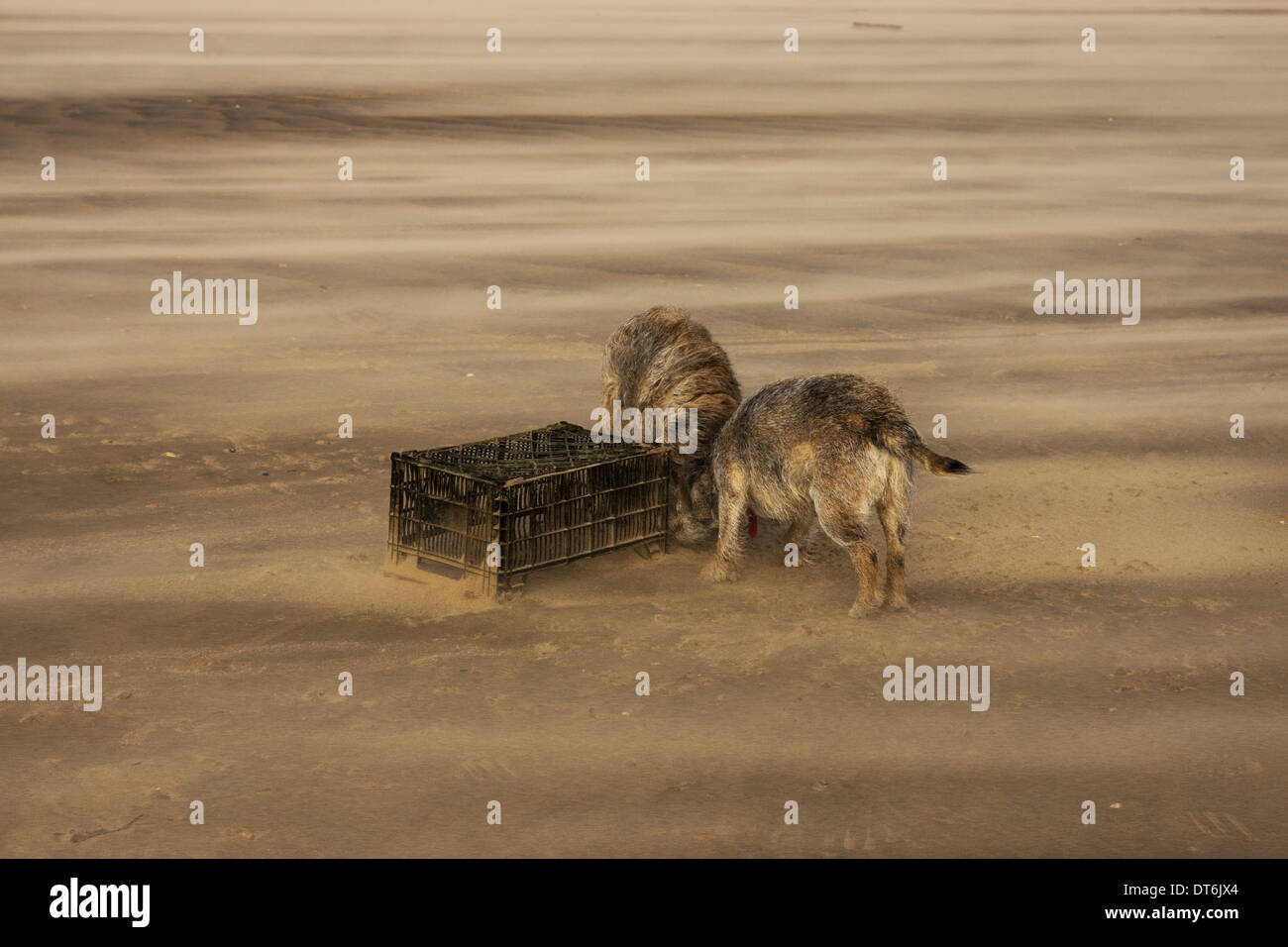 Border terrier Camber Sands tempesta di vento tempestoso Foto Stock