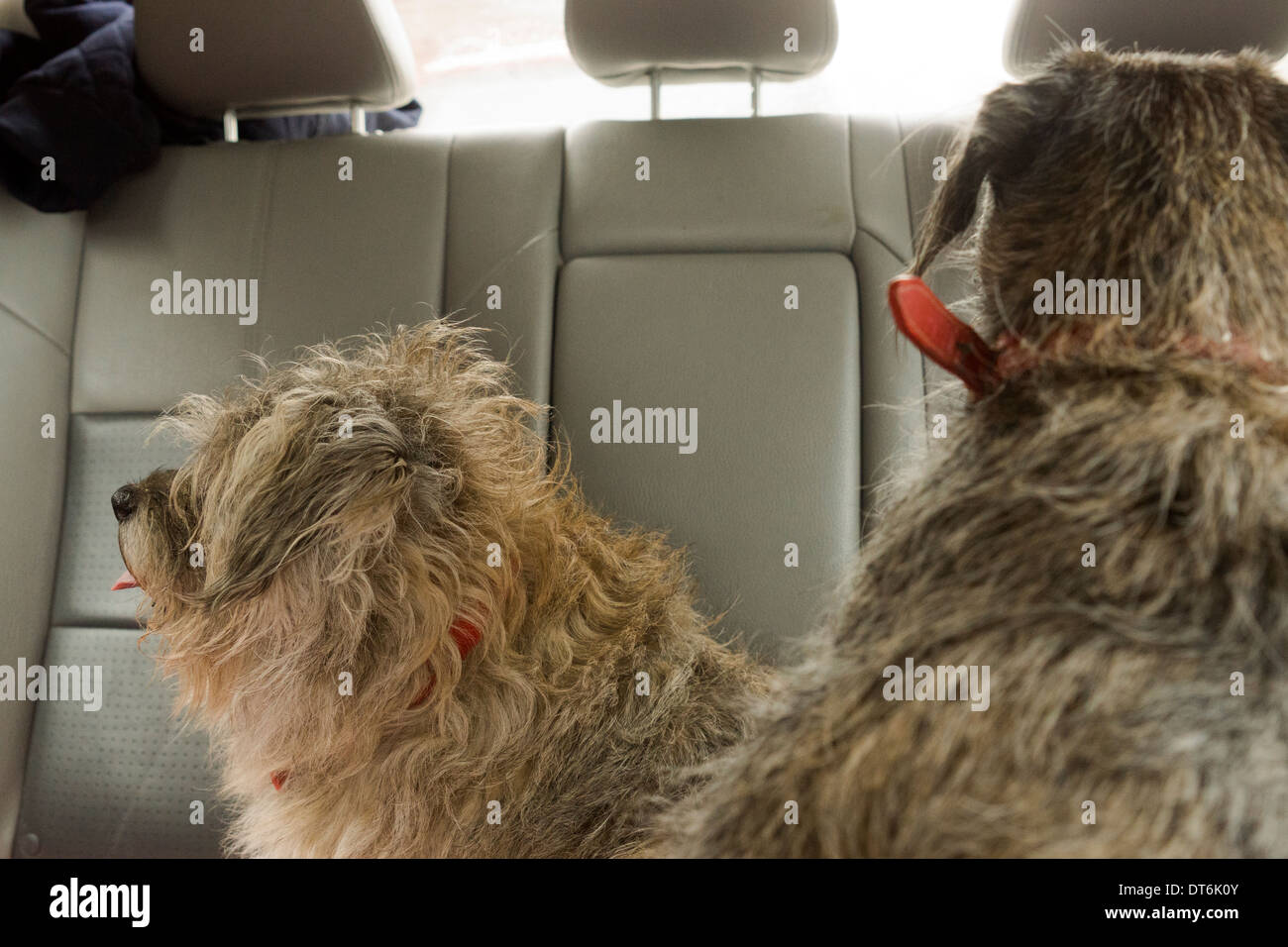 Border terrier cane cani seduto a guardare di posa Foto Stock