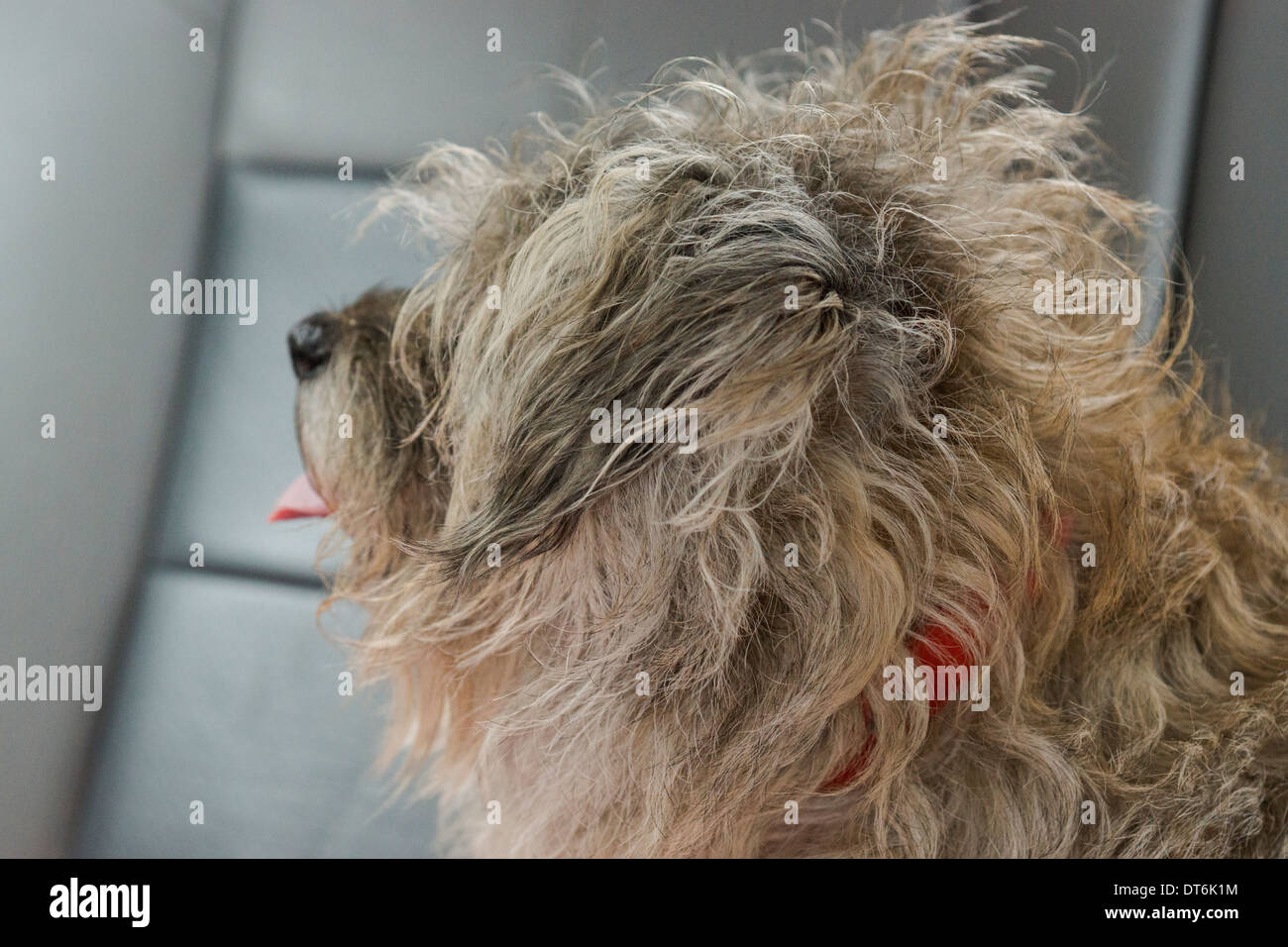 Border terrier cane cani seduto a guardare di posa Foto Stock