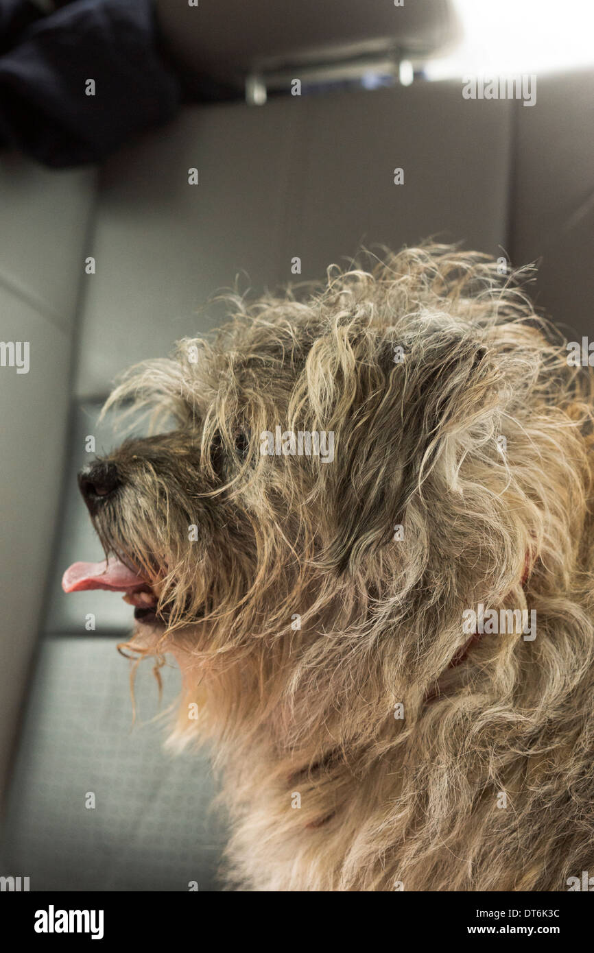 Border terrier cane cani seduto a guardare di posa Foto Stock