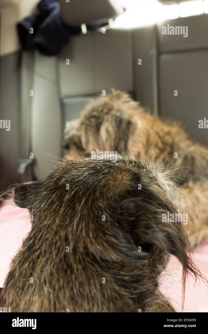 Border terrier cane cani seduto a guardare di posa Foto Stock
