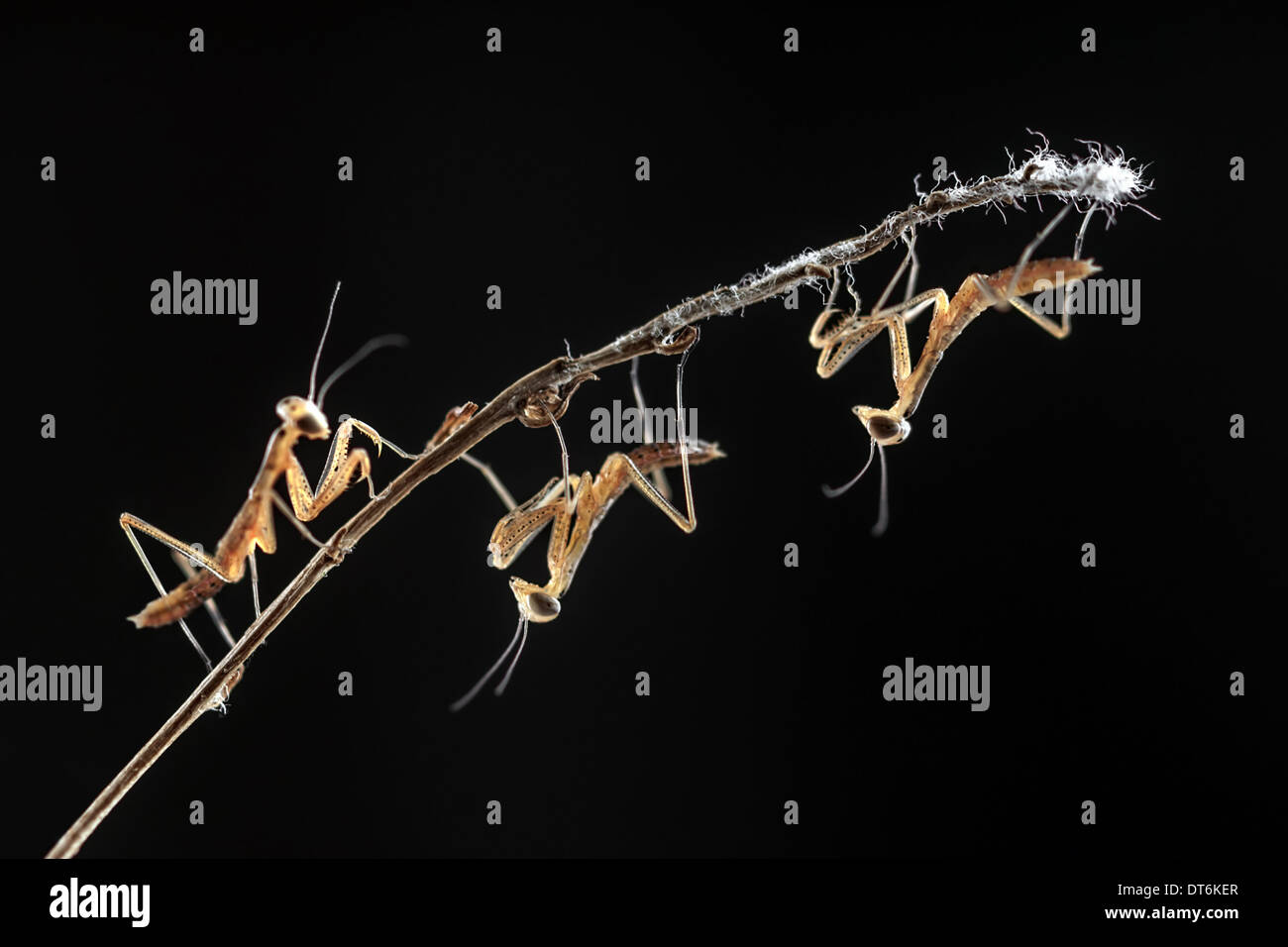 Tre piccoli mantis su nero Foto Stock