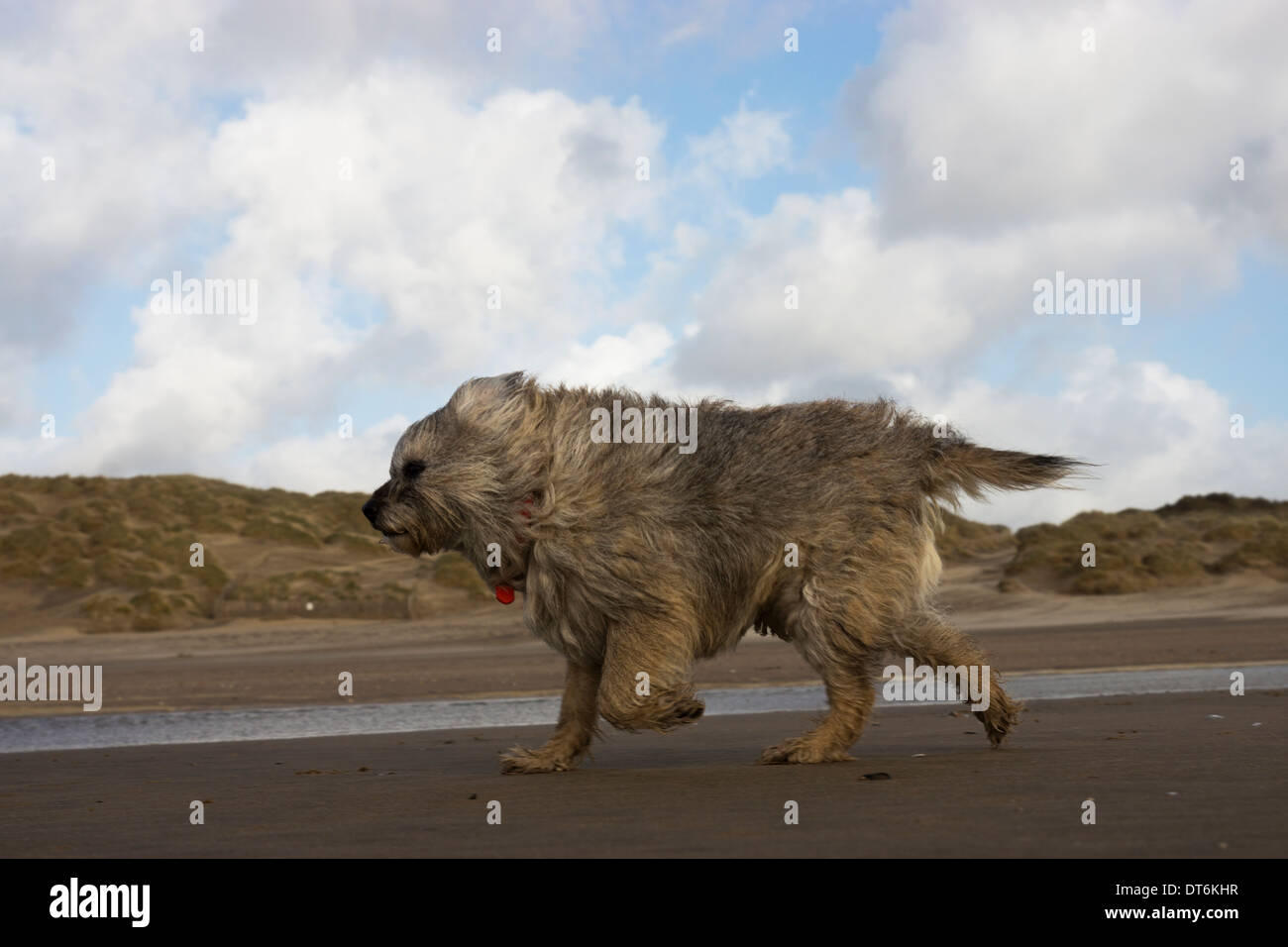Border terrier Camber Sands tempesta di vento tempestoso Foto Stock