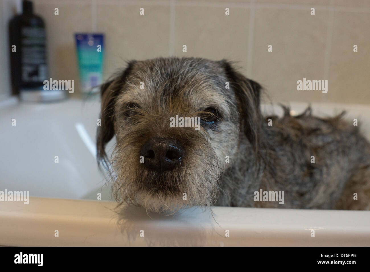 Border terrier animali domestici cani shampoo bagno Foto Stock