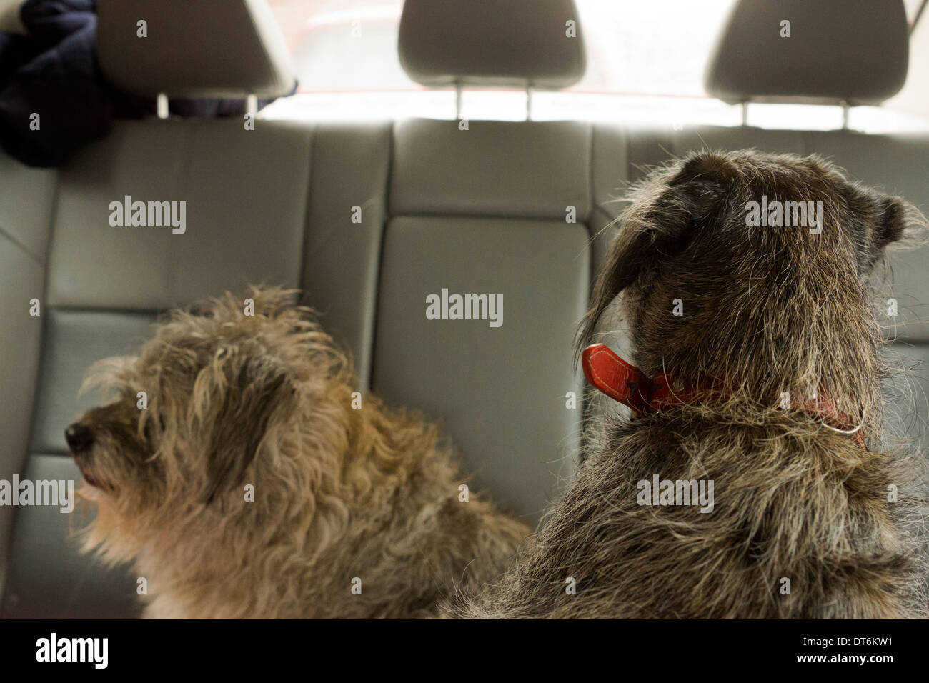Border terrier cane cani seduto a guardare di posa Foto Stock
