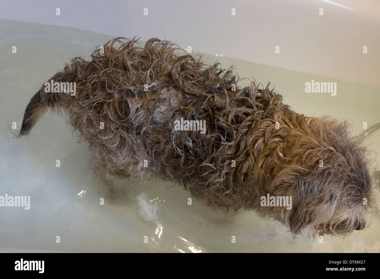 Border terrier animali domestici cani shampoo bagno Foto Stock