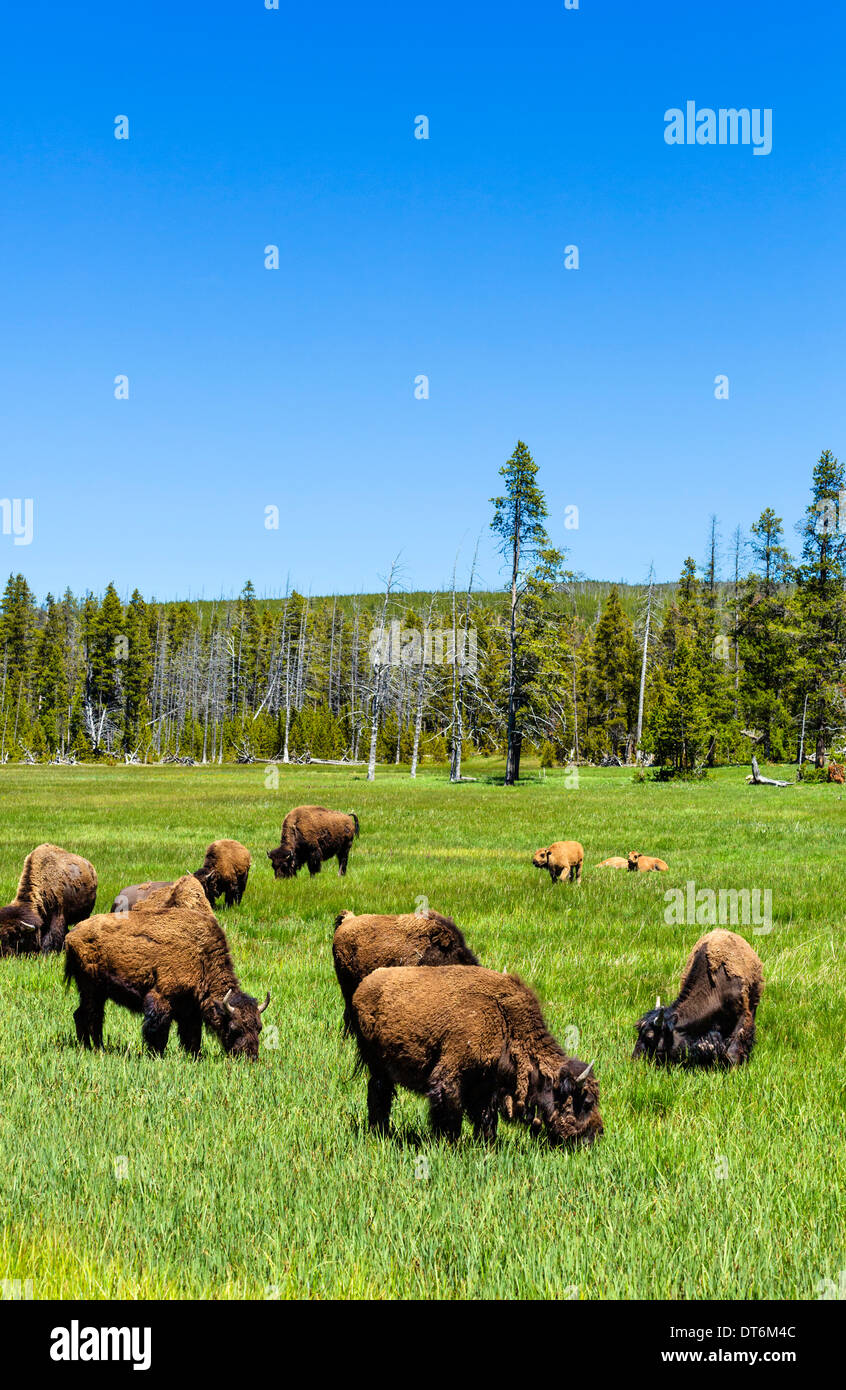 Bison (Buffalo americana) nel Parco Nazionale di Yellowstone, Wyoming USA Foto Stock