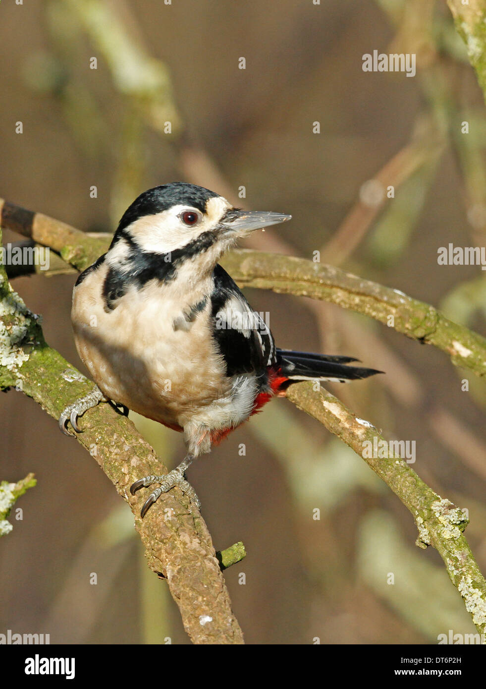 Picchio rosso maggiore Dendrocopos major arroccato nella struttura ad albero Foto Stock