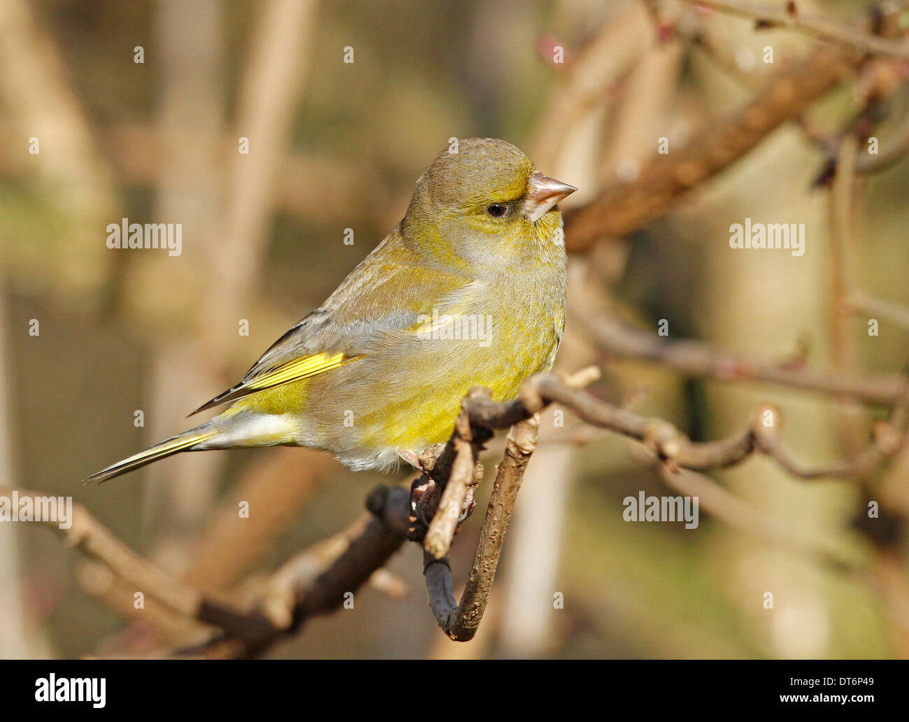 Verdone (Carduelis chloris) Foto Stock