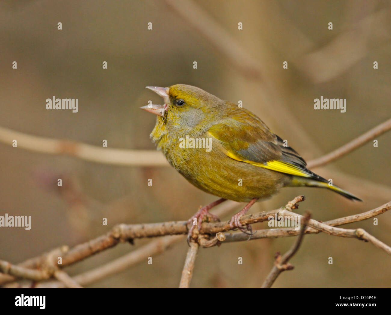 Verdone (Carduelis chloris) Foto Stock
