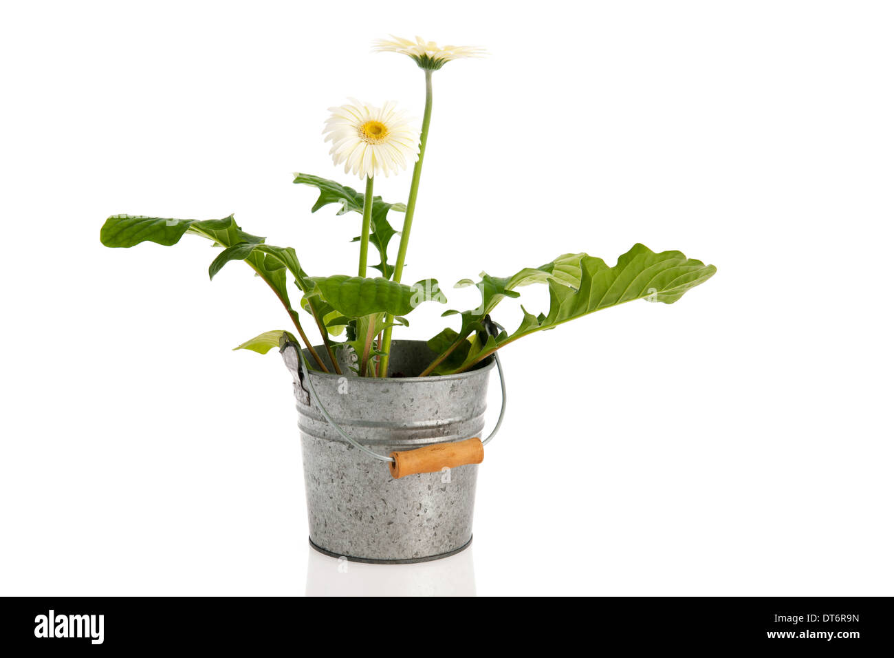 Gerber pianta con i fiori bianchi a benna Foto Stock