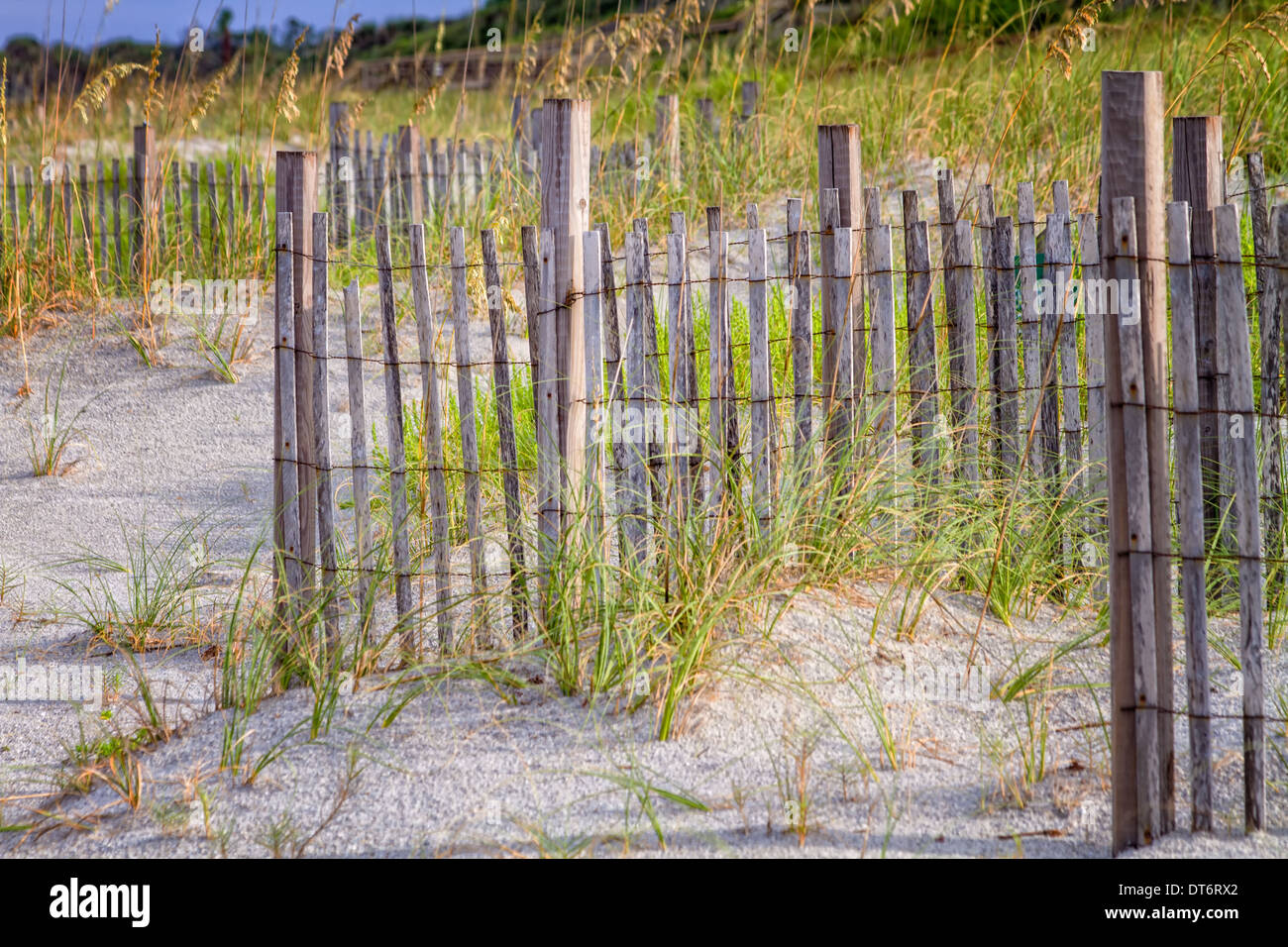 Mare di avena (Uniola paniculata) e sabbia di steccati in Amelia Island, Florida. Foto Stock