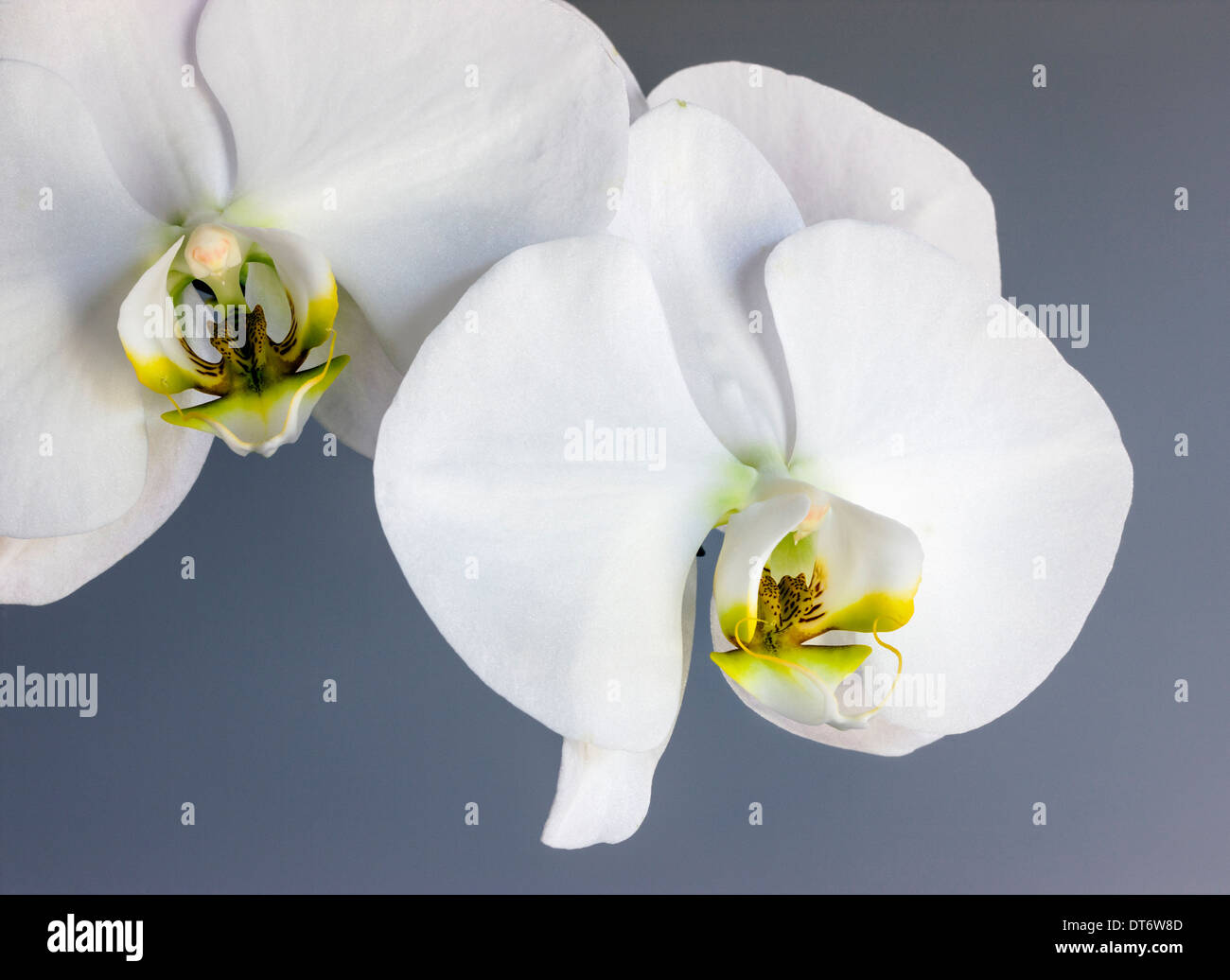 Close up fotografia della fioritura di orchidee. Foto Stock