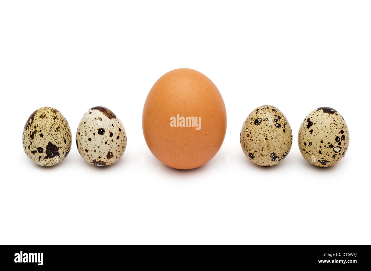 Quaglia e gallina uova isolate su sfondo bianco. Foto Stock