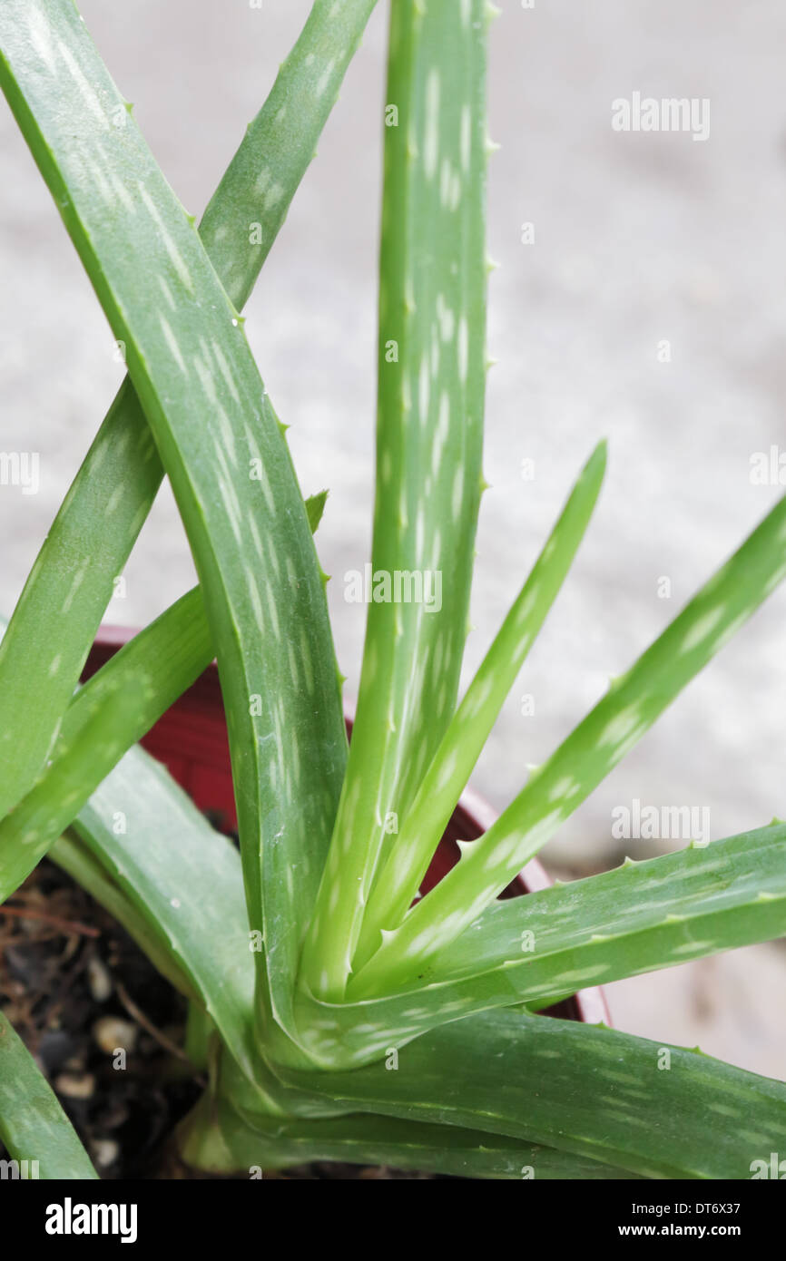 Aloe Vera in crescita in una pentola Foto Stock