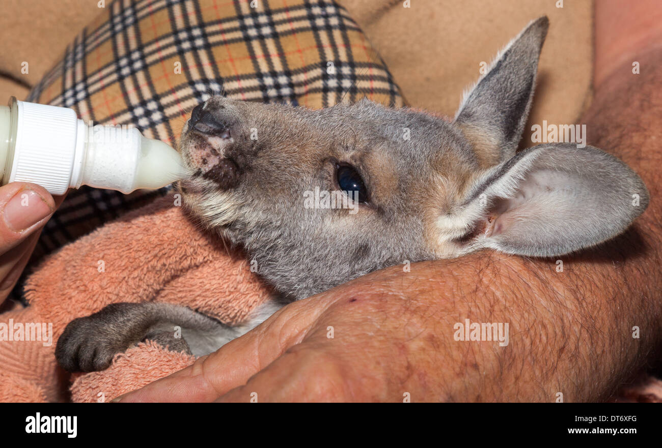 Il tempo di alimentazione a Coober Pedy kangeroo orfanotrofio Foto Stock