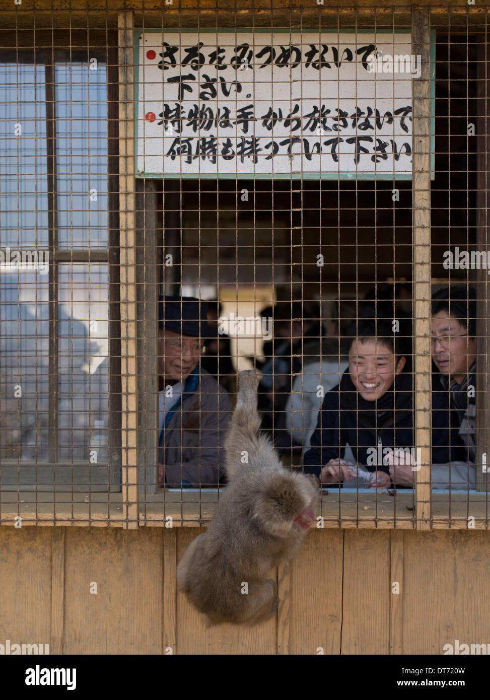 Arashiyama Monkey Park Iwatayama , Arashiyama , Kyoto Foto Stock