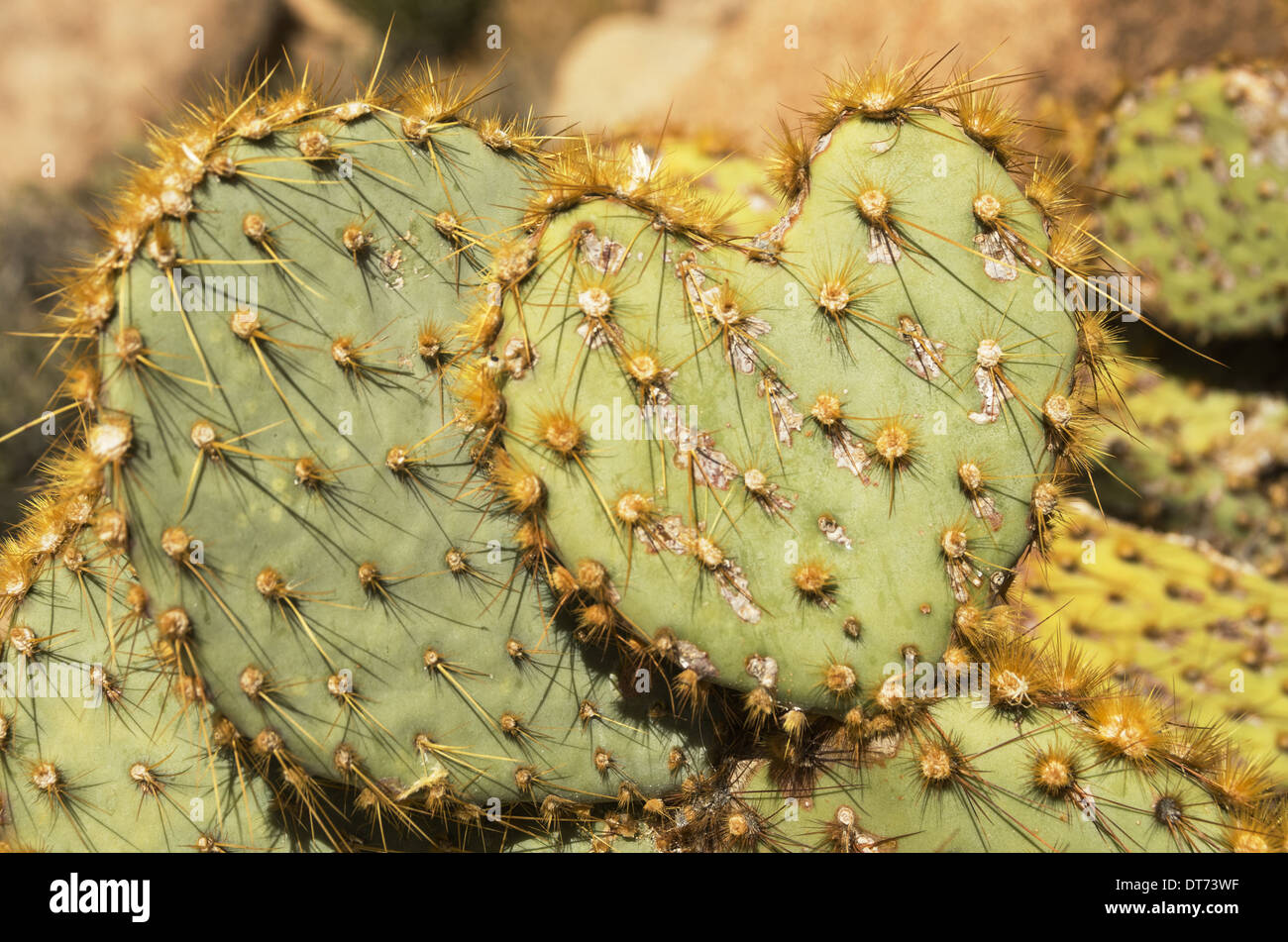 Ficodindia cactus pad a forma di cuore Foto Stock