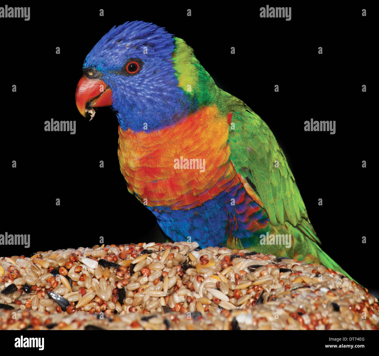 Comune pappagallo nativa la lorikeet, spesso tenuti come animali domestici, rumorosi e sfrontato Foto Stock