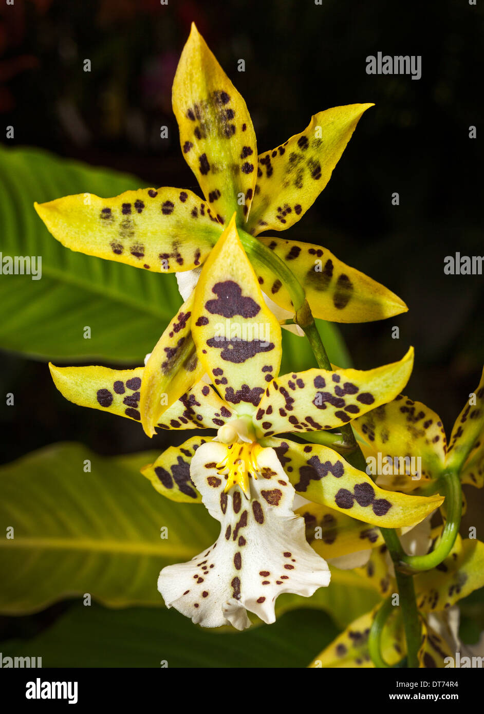 Bella orchid fotografato in Hervey Bay Queensland Foto Stock