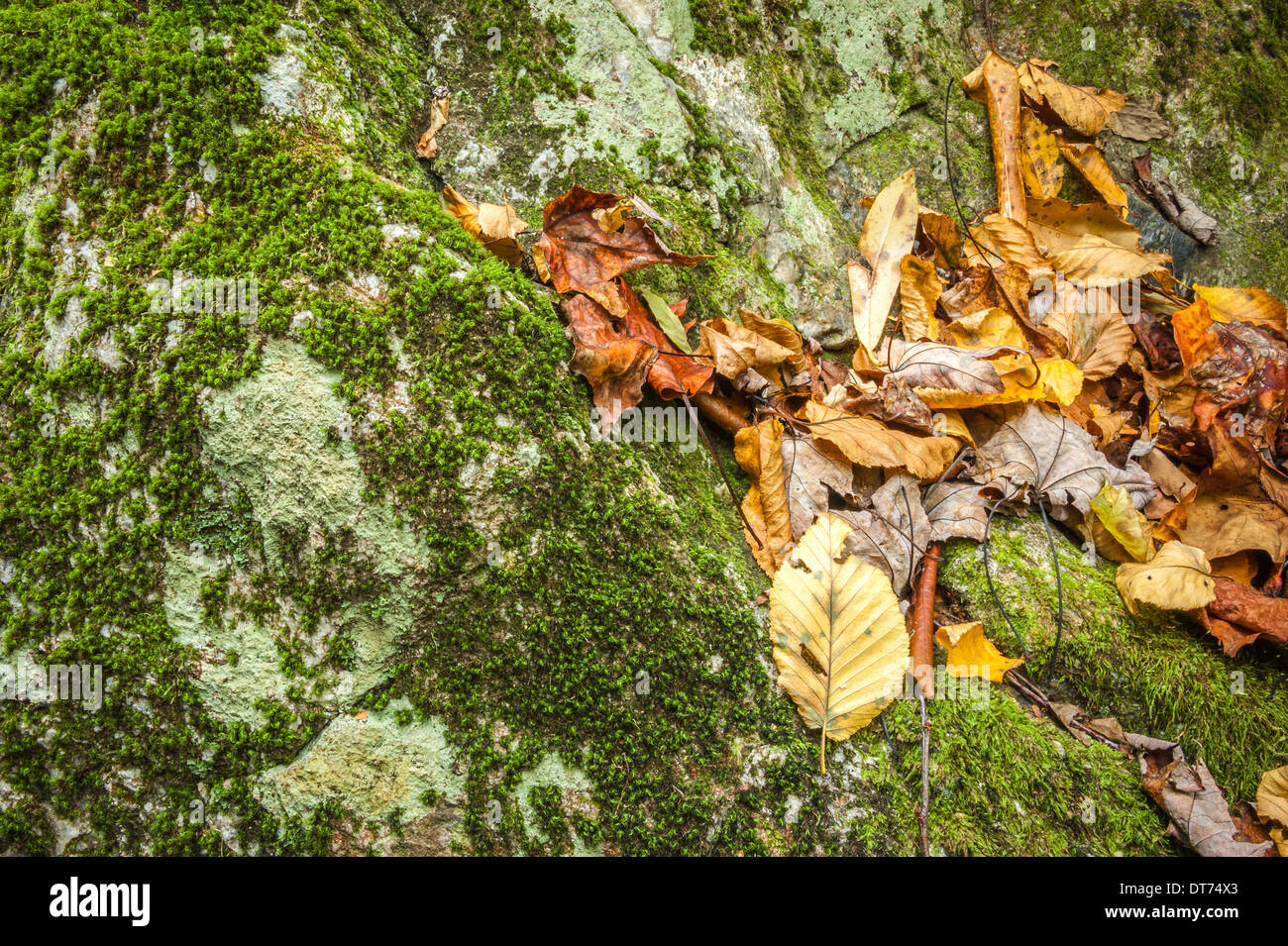 Le foglie autunnali cadute si annidano tra le gru di una roccia ricoperta di muschio nelle Blue Ridge Mountains vicino ad Asheville, North Carolina. (USA) Foto Stock