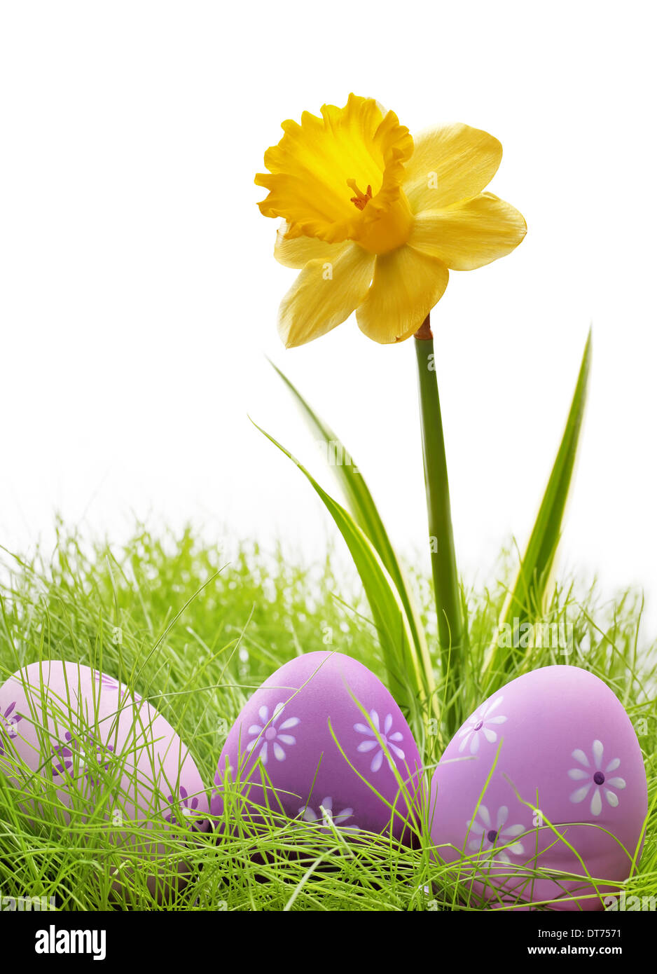 Le uova di pasqua di nascondere in erba con daffodil fiore Foto Stock