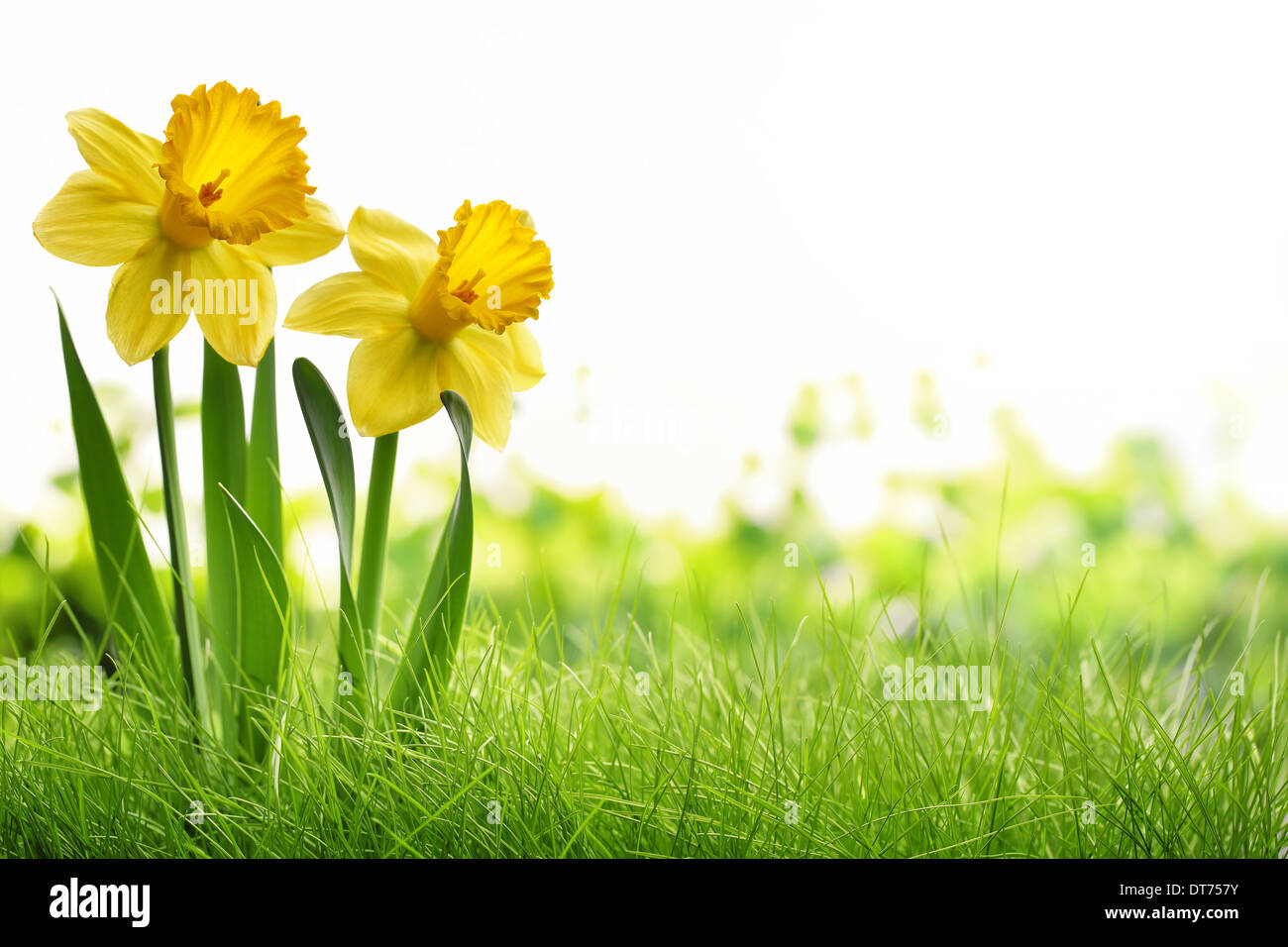 Daffodil fiori sul prato Foto Stock