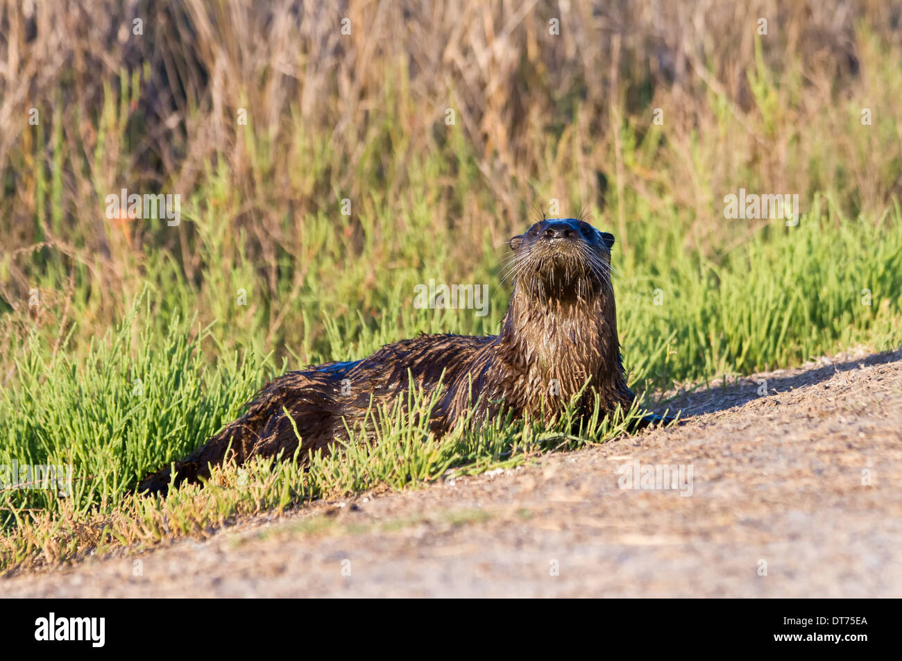 Nord America Lontra di fiume (Lutra canadensis) guardando la telecamera attraversando un sentiero. Foto Stock