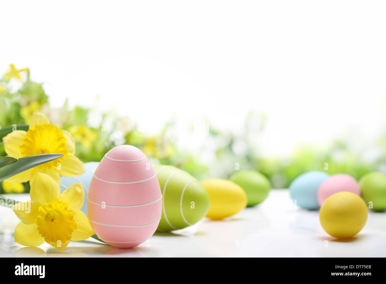 Uova di Pasqua e daffodil fiore su sfondo bianco Foto Stock