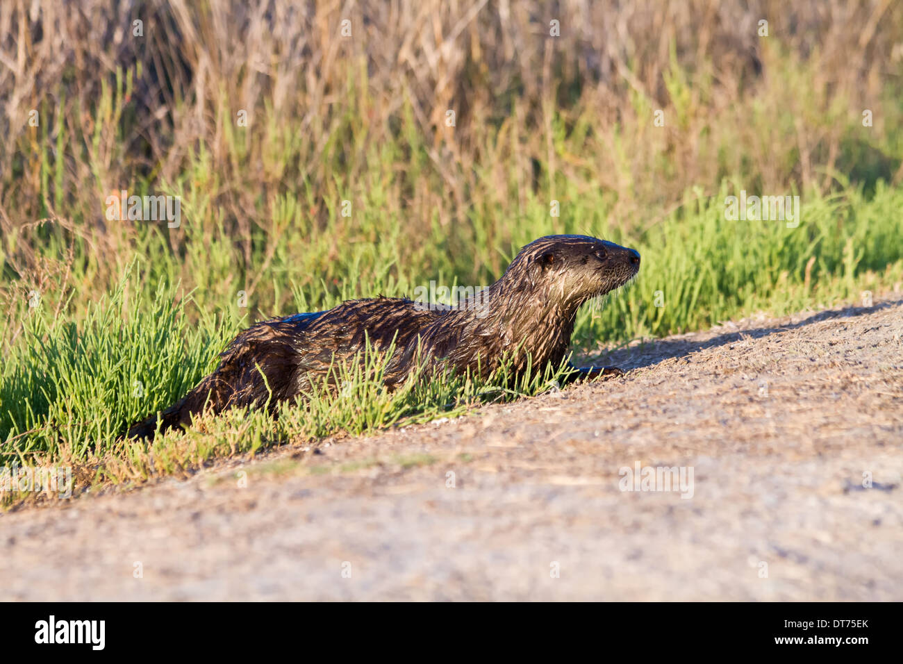 Nord America Lontra di fiume (Lutra canadensis) attraversando un sentiero. Foto Stock