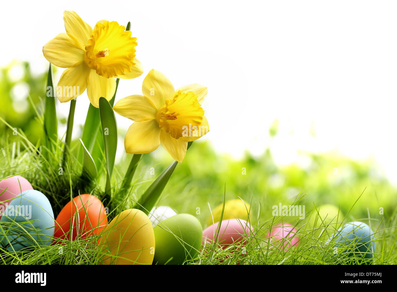 Le uova di pasqua sul prato con daffodil fiore Foto Stock