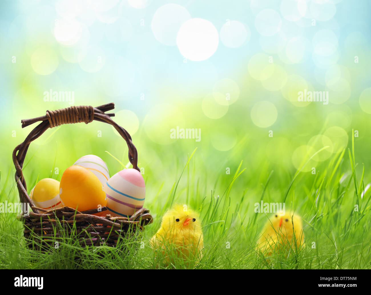 Giallo pulcini di Pasqua e cesto di uova di Pasqua in un campo Foto Stock
