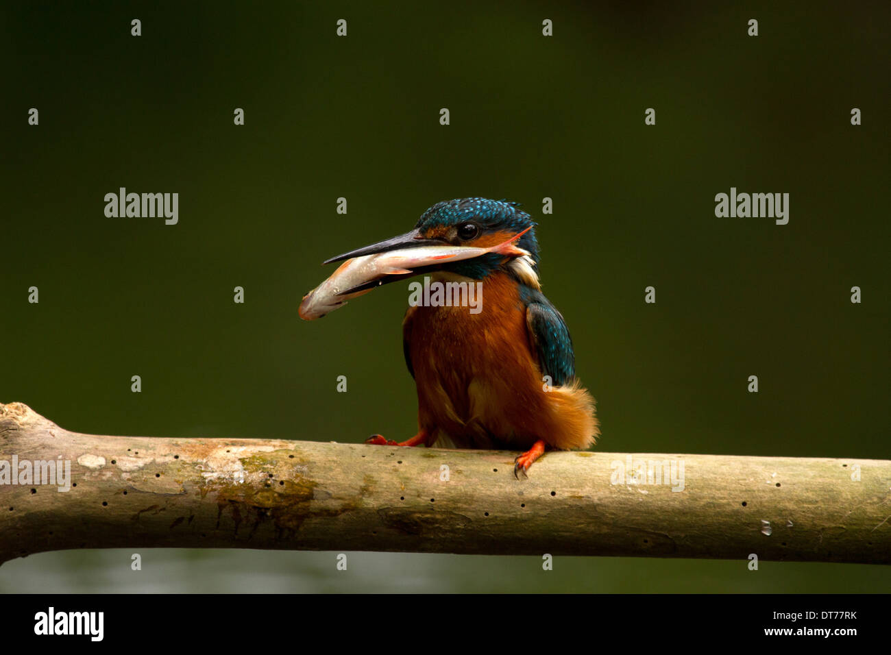 Kingfisher, Alcedo atthis con pesce Foto Stock