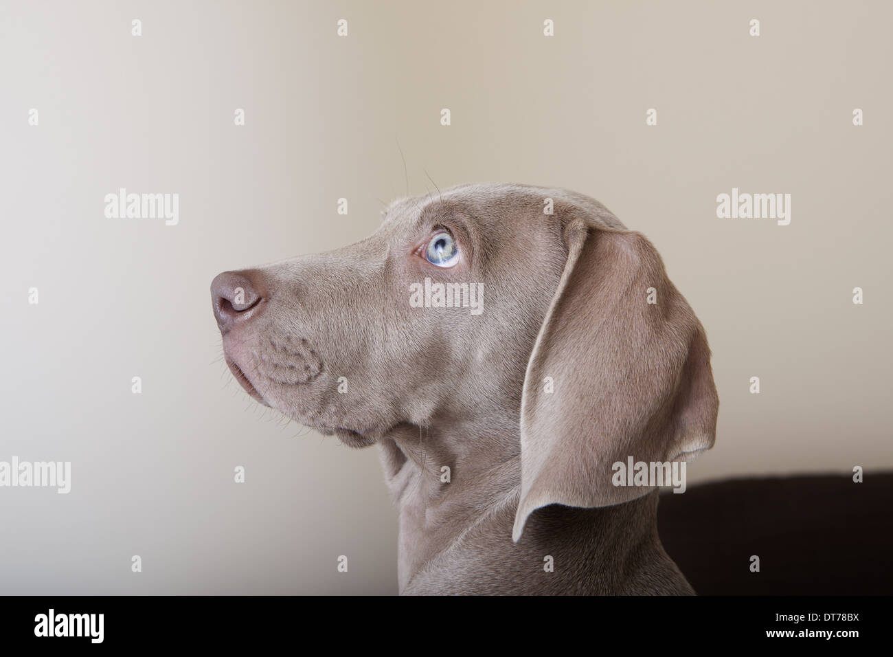 Profilo di un cucciolo weimaraner, una vista laterale della testa. Foto Stock