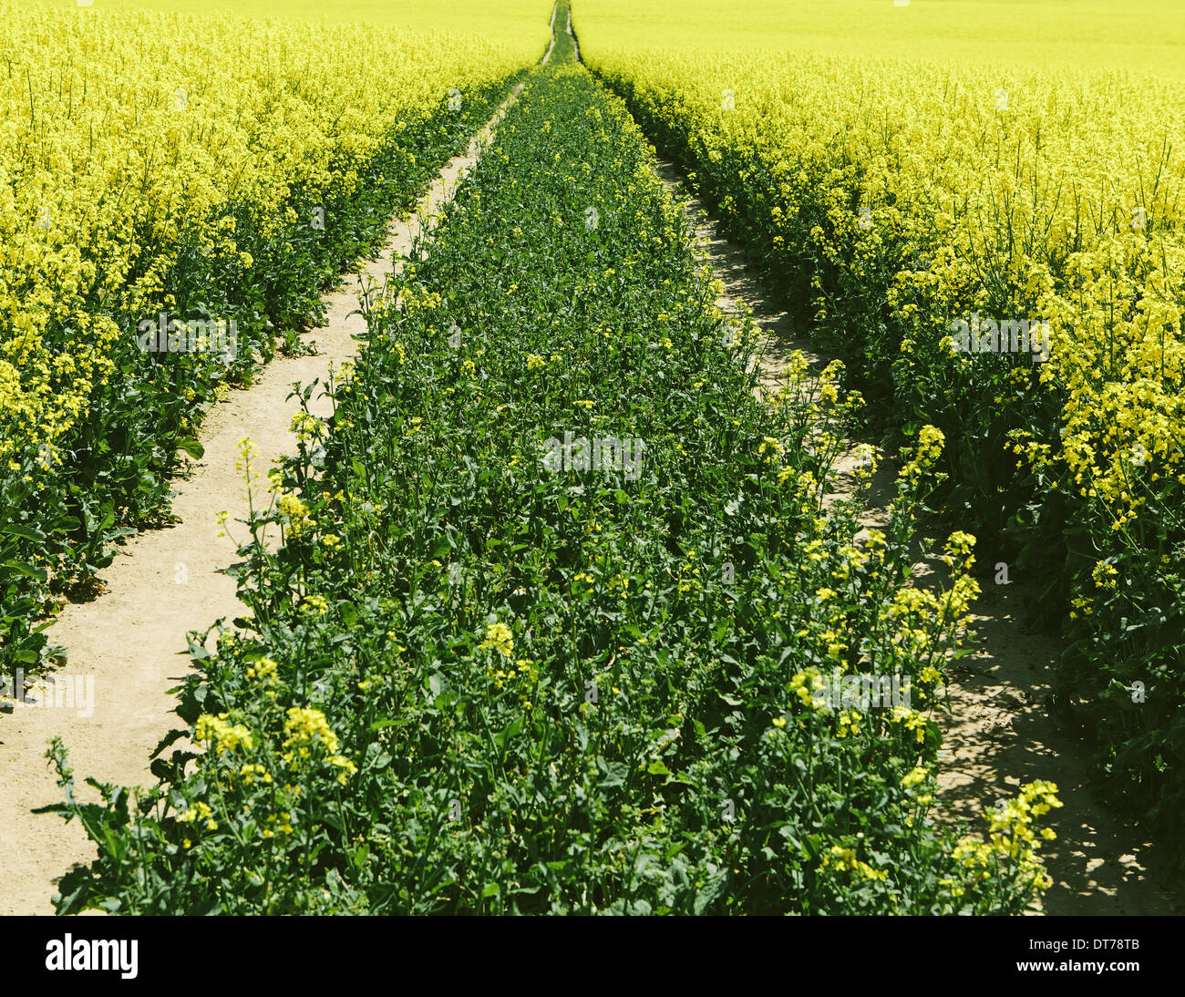 Strada attraverso il campo di fioritura giallo senape Semi di piante che crescono in primavera, nei pressi di Pullman, Washington, Stati Uniti d'America Foto Stock