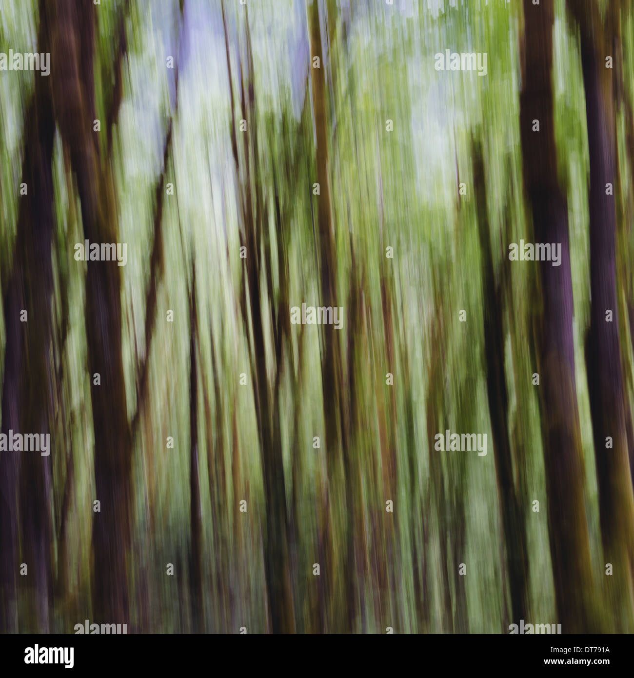 La foresta lussureggiante di muschio coperto foglie grandi alberi di acero (Acer macrophyllum), movimento sfocate, Dosewallips River, Olympic NP Foto Stock