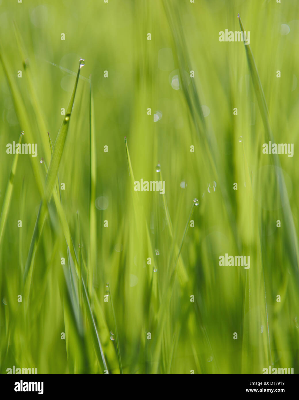 Close up di gocce di acqua sulle pale di lussureggiante verde erba, Olympic NP Foto Stock