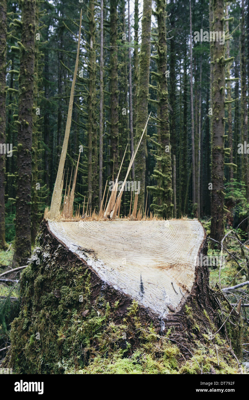 Registrati recentemente Sitka Spruce tree in primo piano, la foresta pluviale temperata in distanza, Hoh Rainforest, Olympic NF Foto Stock