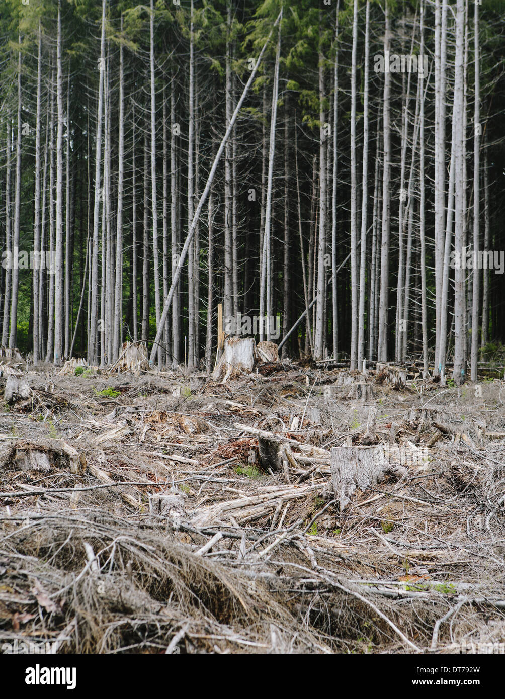 Recentemente taglio chiaro nella foresta pluviale, Hoh Rainforest, Olympic NF Foto Stock