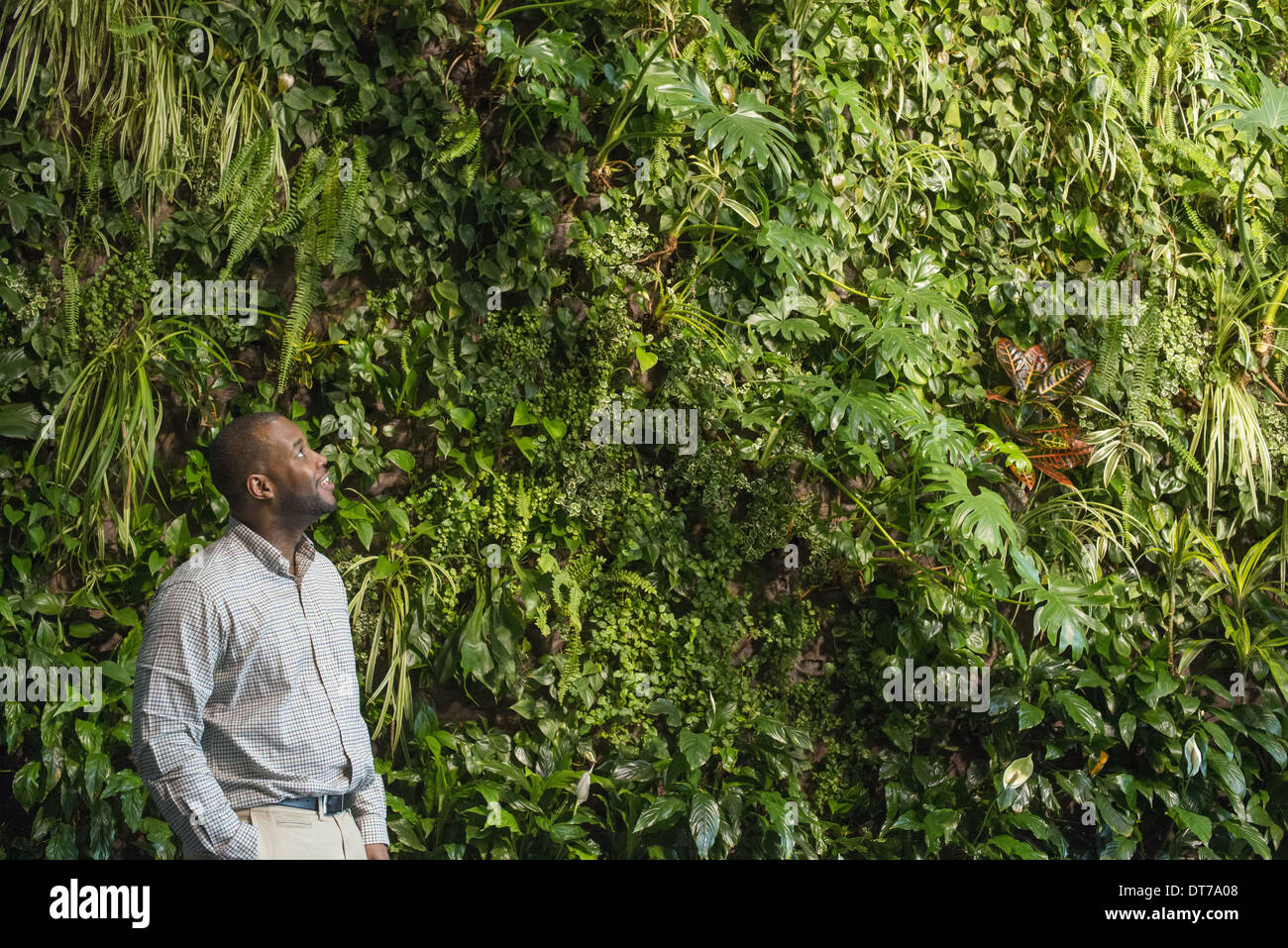 Un uomo osservando il lussureggiante fogliame a copertura di un alto muro. Foto Stock