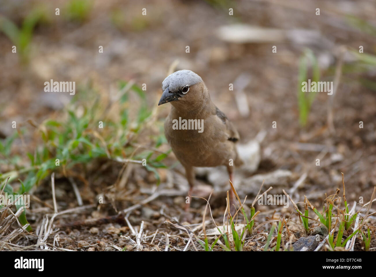 Gray-Capped tessitore sociale (Pseudonigrita arnaudi) sul terreno Foto Stock