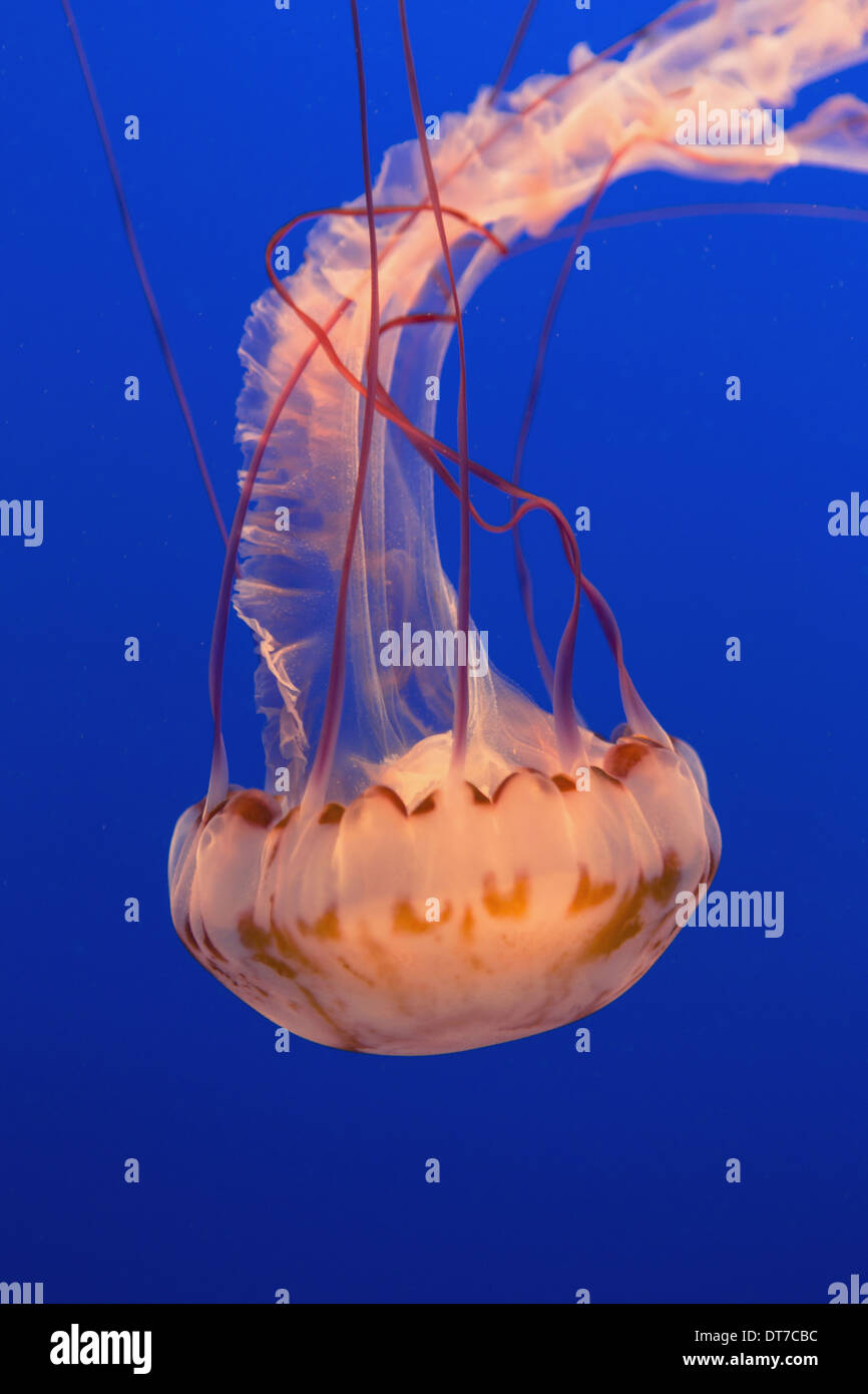 Mare meduse di ortica Chrysaora fuscescens scyphozoa in un serbatoio di acqua subacquei con lunghi tentacoli Mont California USA USA Foto Stock