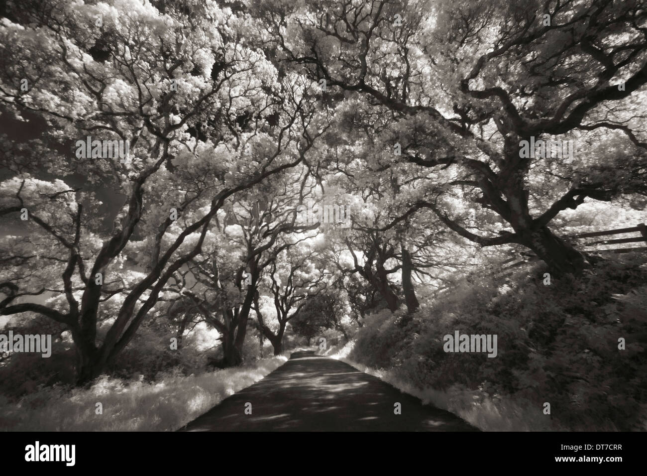 Alberi di quercia che costeggiano la strada nel punto Reyes Penisola Point Reyes Peninsula California USA Foto Stock