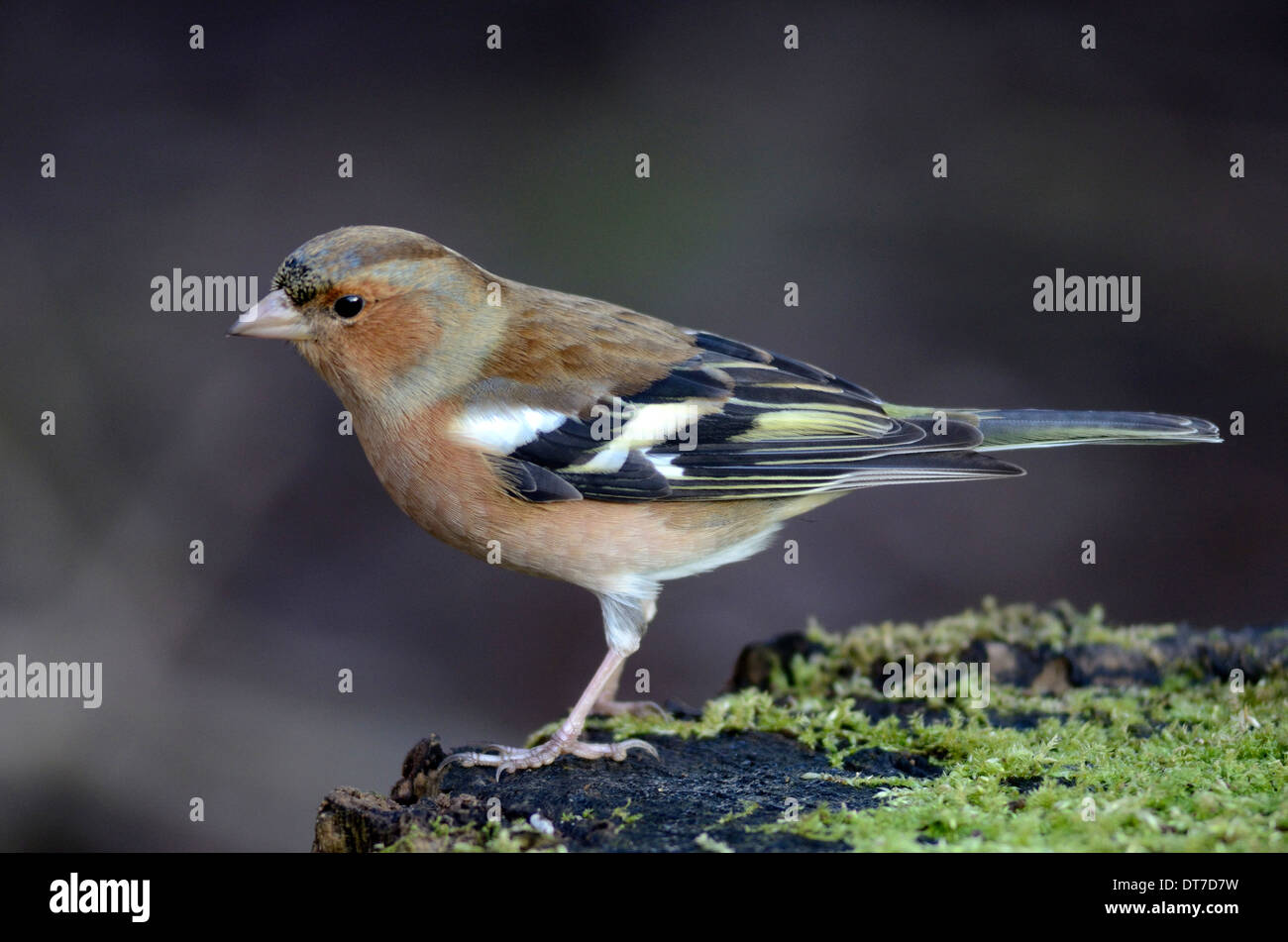 Un maschio di fringuello su un registro di muschio REGNO UNITO Foto Stock