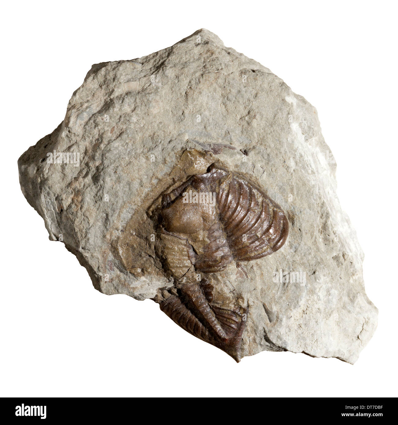 Fossile (trilobata Dalmanites myops) dall'Silurian di Ludlow Shropshire. Foto Stock