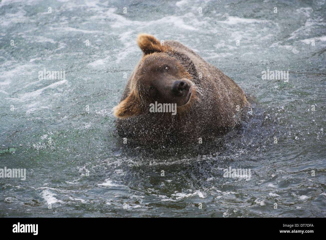 Un orso bruno scuote l'acqua in eccesso dopo la pesca vastissimo parco nazionale di Katmai Alaska Usa Katmai National Park Alaska USA Foto Stock