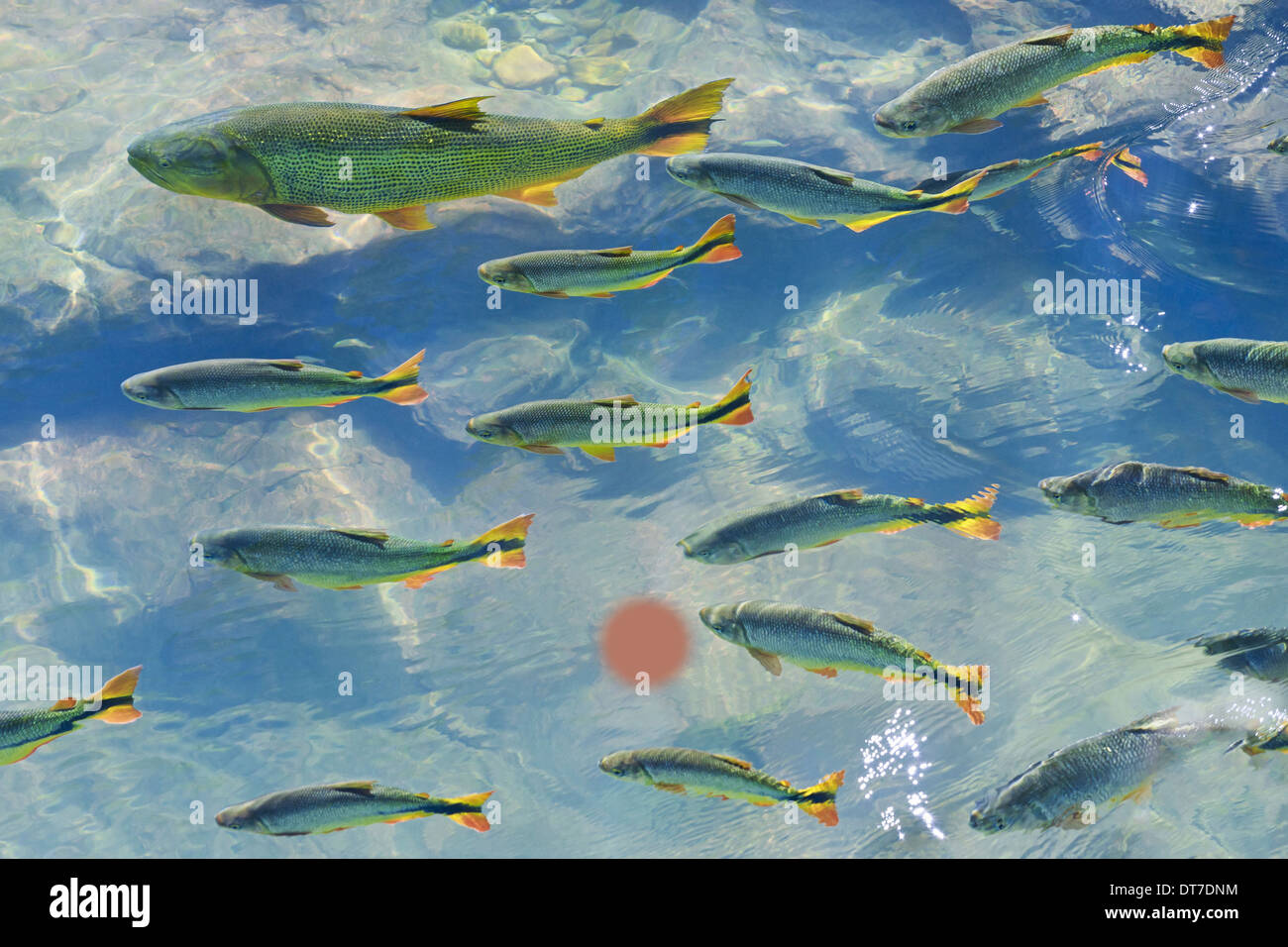 Una scuola di pesce nelle limpide acque di un fiume nel Pantanal in Brasile Pantanal Brasile Foto Stock