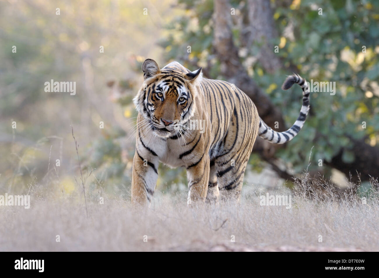 Tigre del Bengala (Panthera tigris tigris) passeggiate in foresta secca, guardando la telecamera, Ranthambhore national park, Rajastan, India. Foto Stock