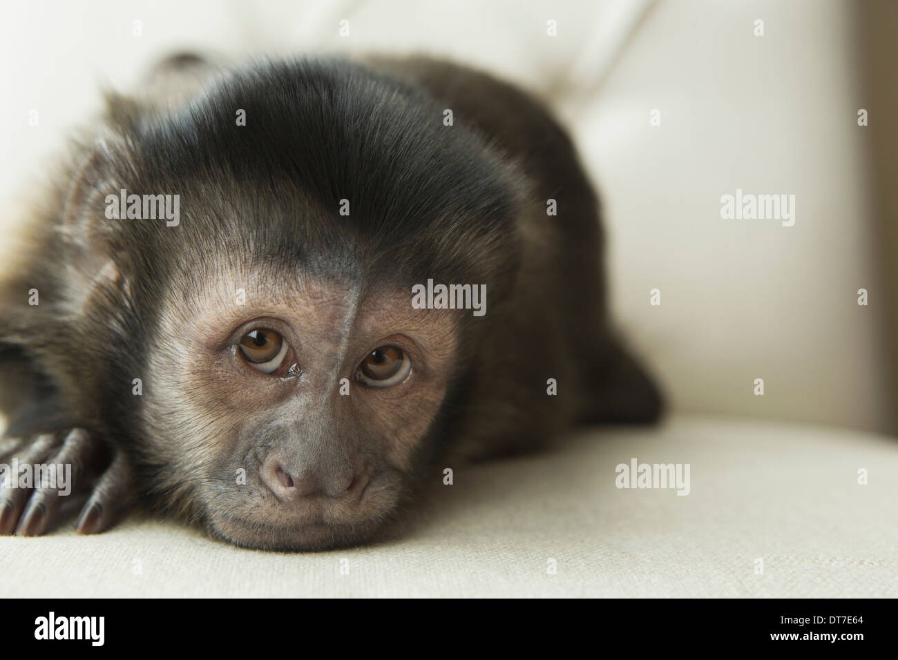 Una scimmia cappuccino in una camera da letto giacente su una sedia imbottita uno sguardo sconsolato di Austin in Texas USA Foto Stock